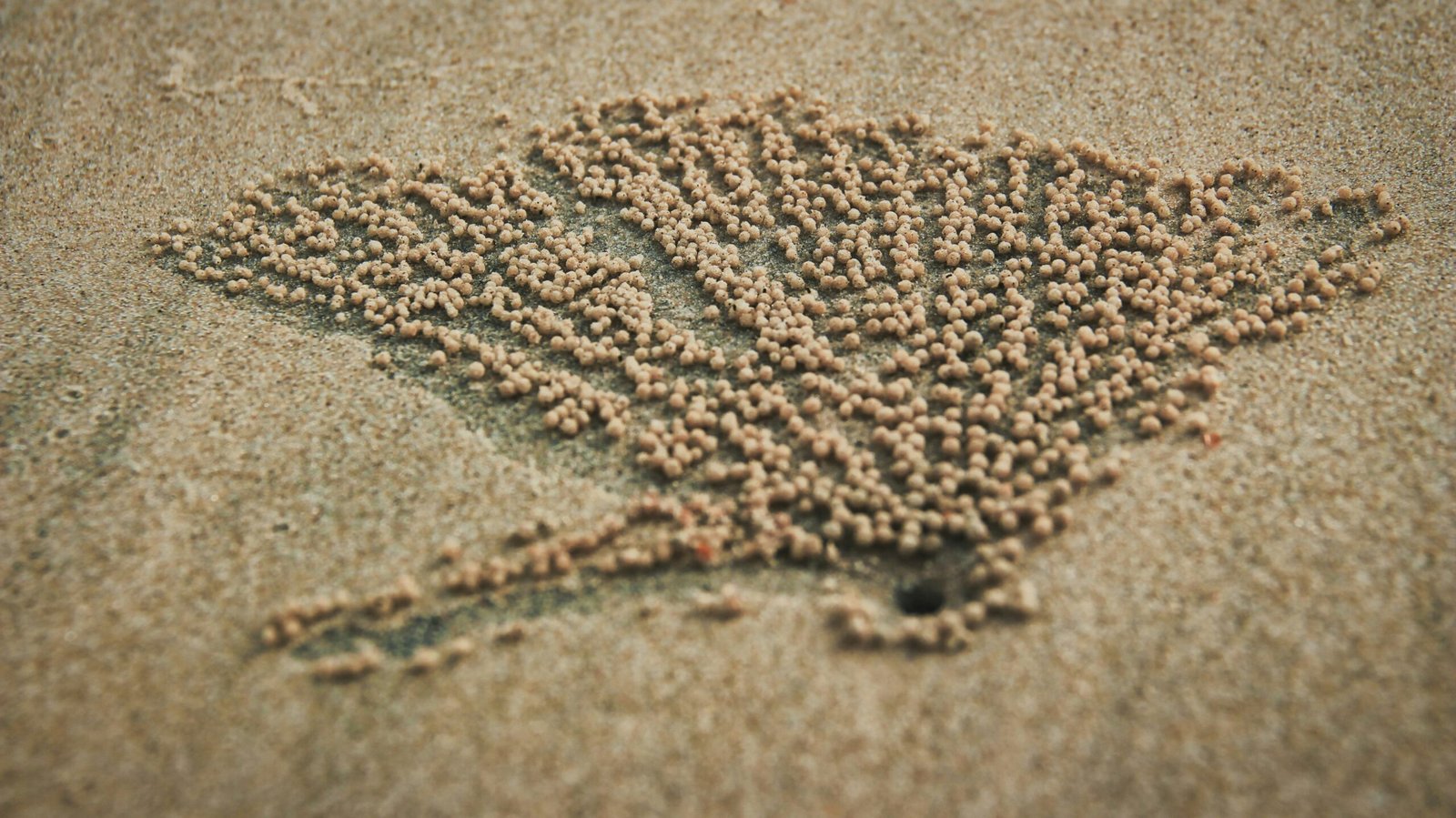 a bunch of tiny balls of sand on a beach